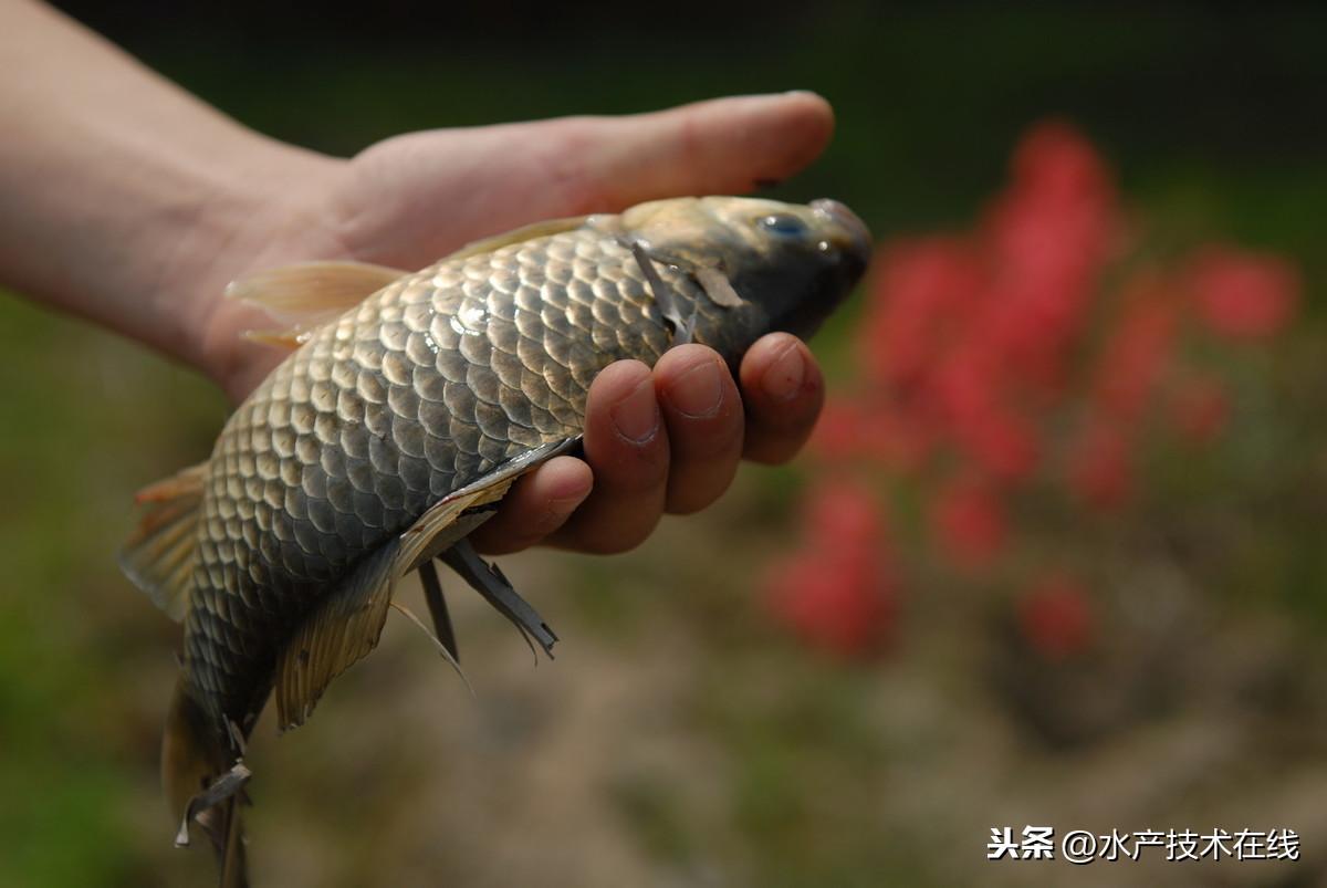 加州鱸最新價格動態(tài)，市場走勢、影響因素與未來預測分析