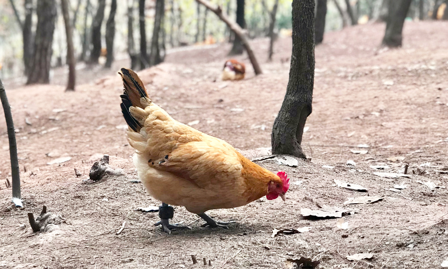 最新雞鴨魚肉飼養(yǎng)方式探索及其對養(yǎng)殖業(yè)的影響